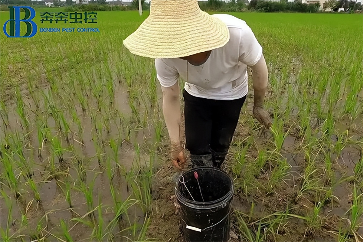 农药防治蚂蟥,养蚂蟥怎样预防病害