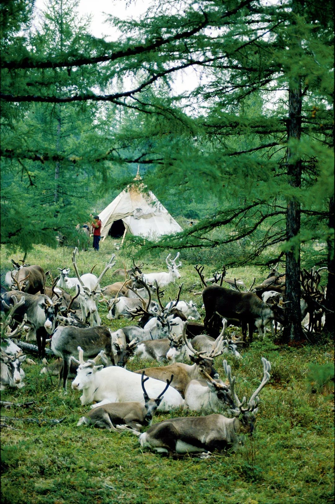 用AI绘图给黑龙江夏季避暑旅游，做几件“事件营销”