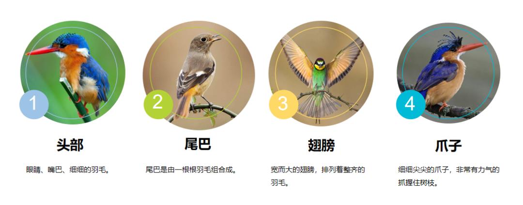 小鸟的家绘画教程,小鸟的家怎么画