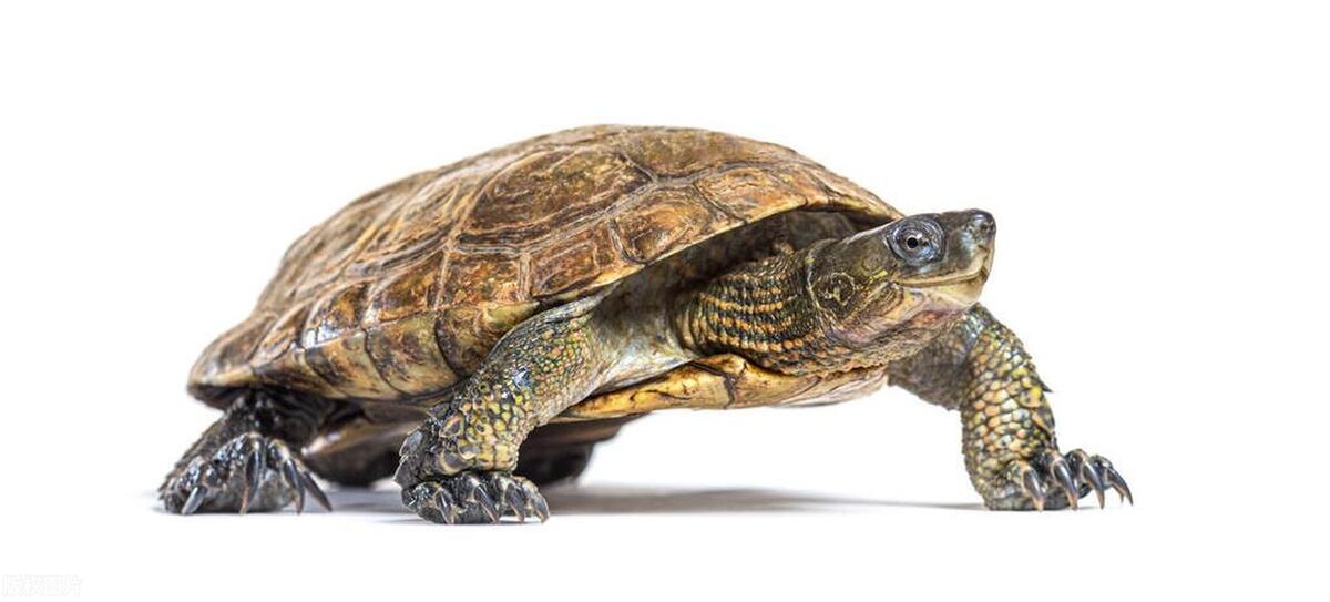 有哪些小动物可以当宠物养,适合当宠物养的小动物有哪些