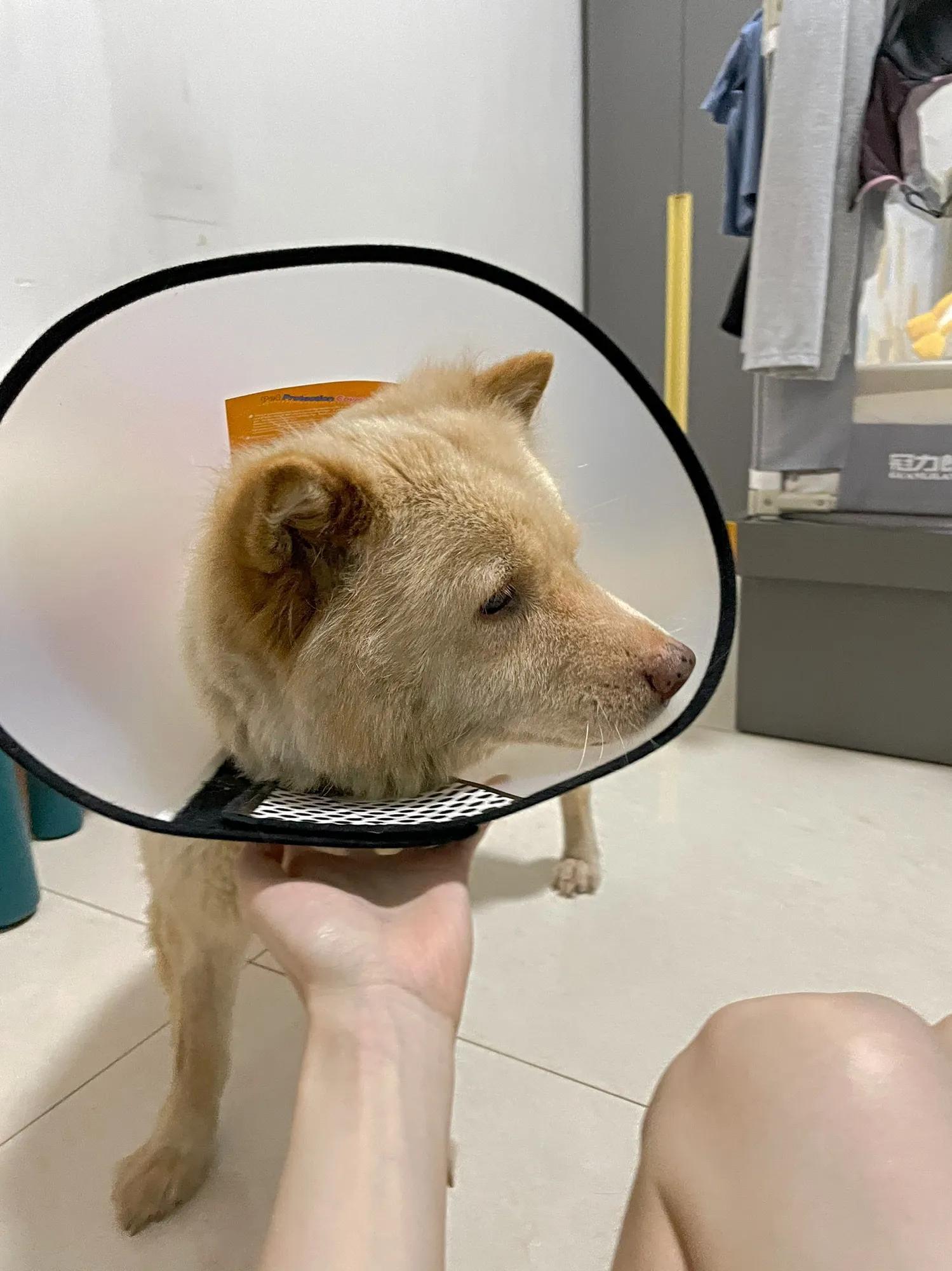 狗螨虫真菌混合感染皮肤病怎么治,狗得了真菌细菌性皮肤病怎么治疗