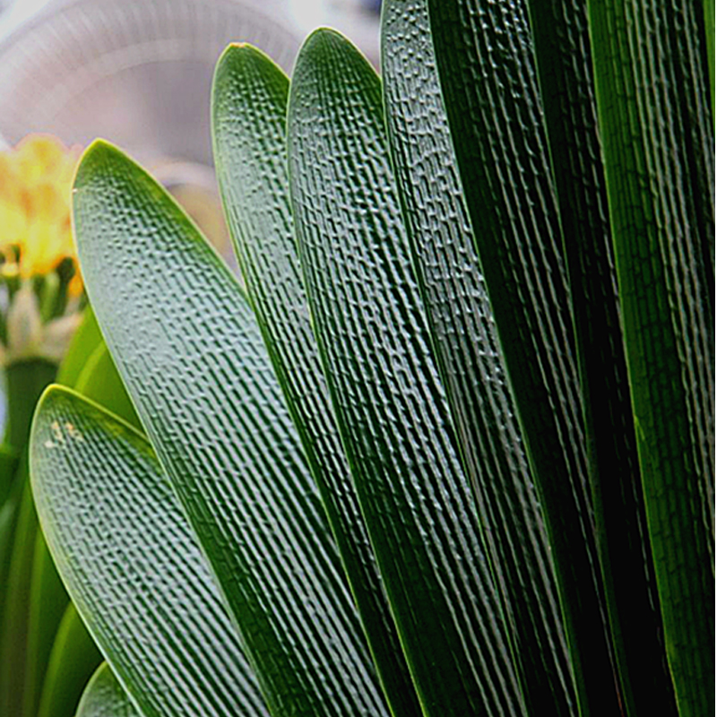 养人旺家聚福气的花,什么花让人心情愉悦又好养