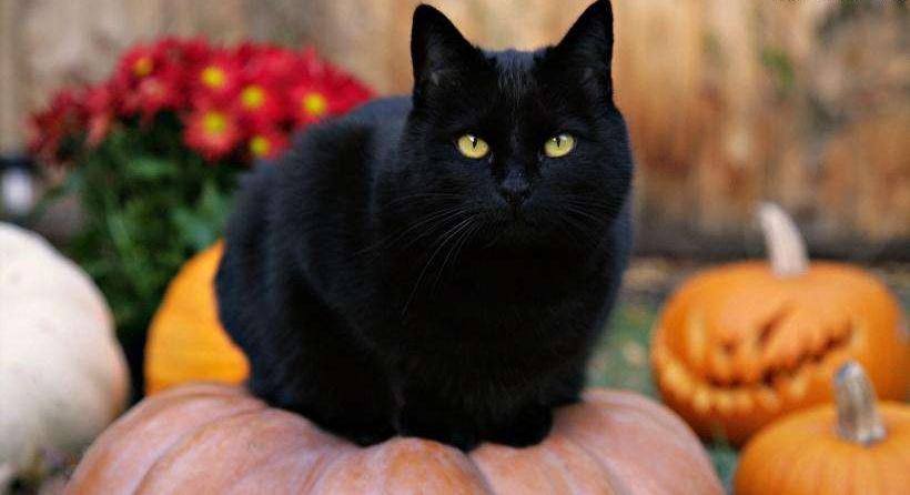 老人说好男不养猫好女不养狗,老人养猫为什么比较乖