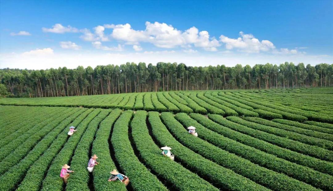 为什么会爱上广东,为什么会爱上英文歌