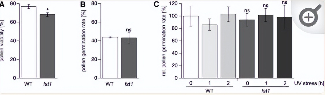 NPF2.8促进因子对拟南芥花粉表面黄酮醇糖苷积累作用的研究