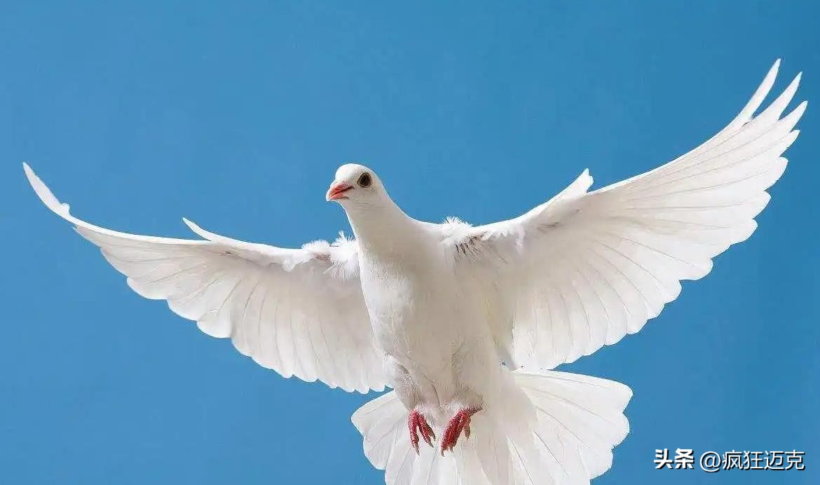 用鸽子血纹身是什么意思,用鸽子血纹身真的可以看不见吗