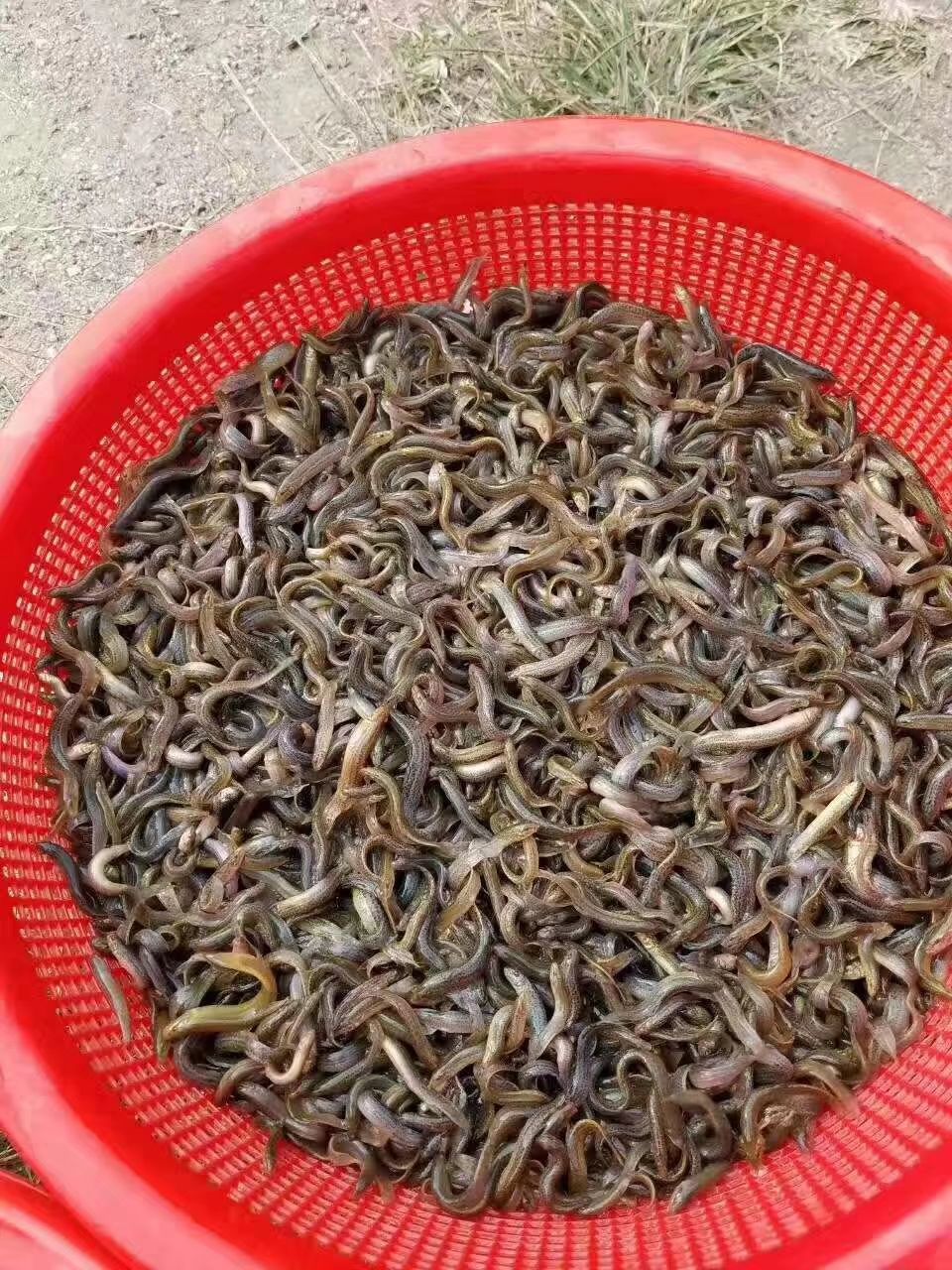 泥鳅养殖病害防治方案,养殖泥鳅易出现的病害