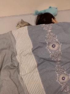 和猫睡觉总是半夜被吵醒,跟猫睡为什么会做噩梦