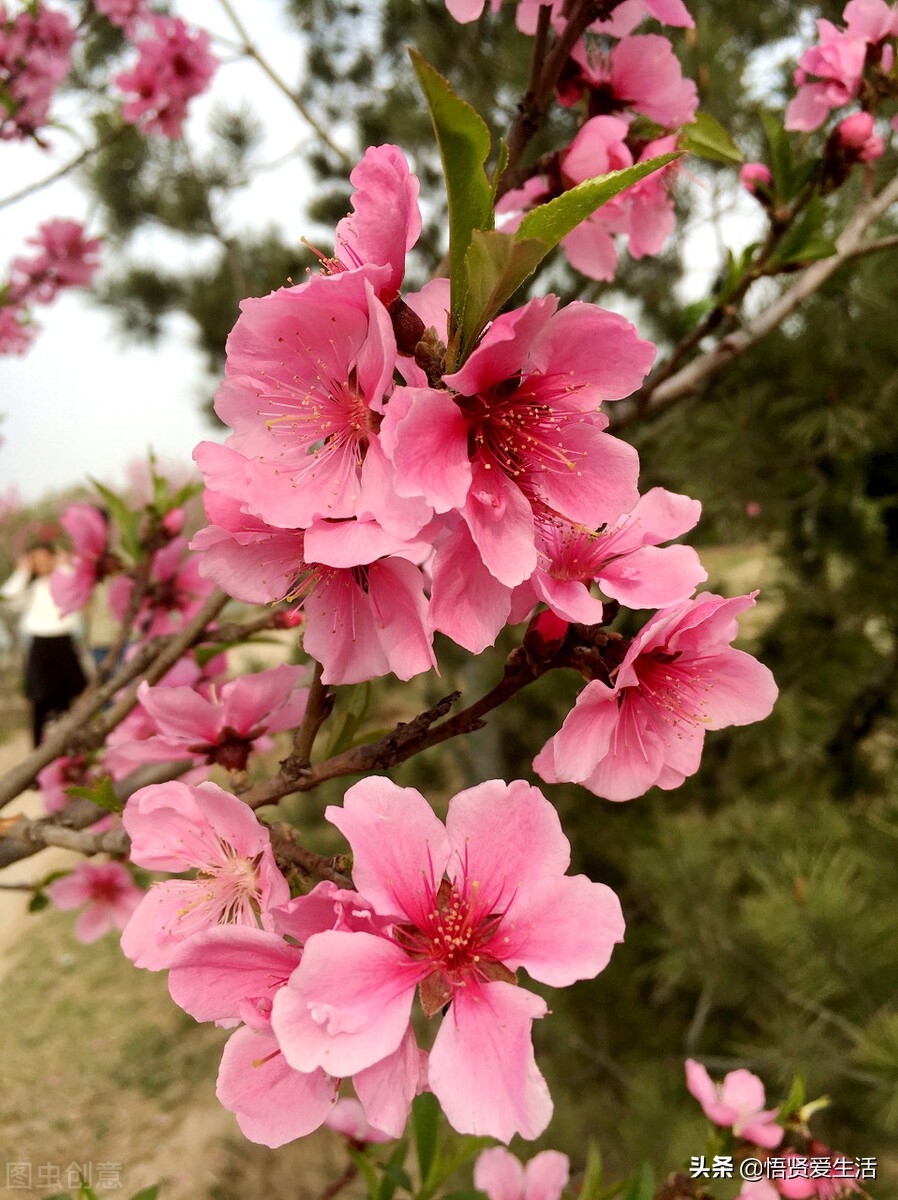梅花常见病,梅花盆景常见病