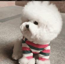 比熊犬容易得的病,比熊犬容易得五种病