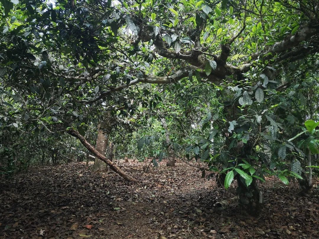 2023年新春茶价格,2023年春茶会涨价吗