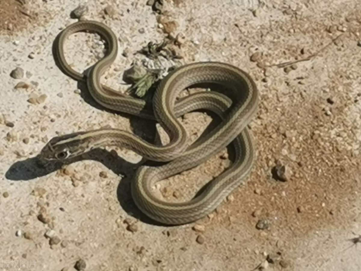 小王子littleprince英文原著精读课,小王子英语版thelittleprince