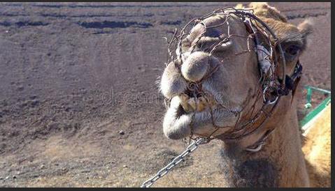 西方各种古代刑法,中西方古代刑罚制度都非常残酷