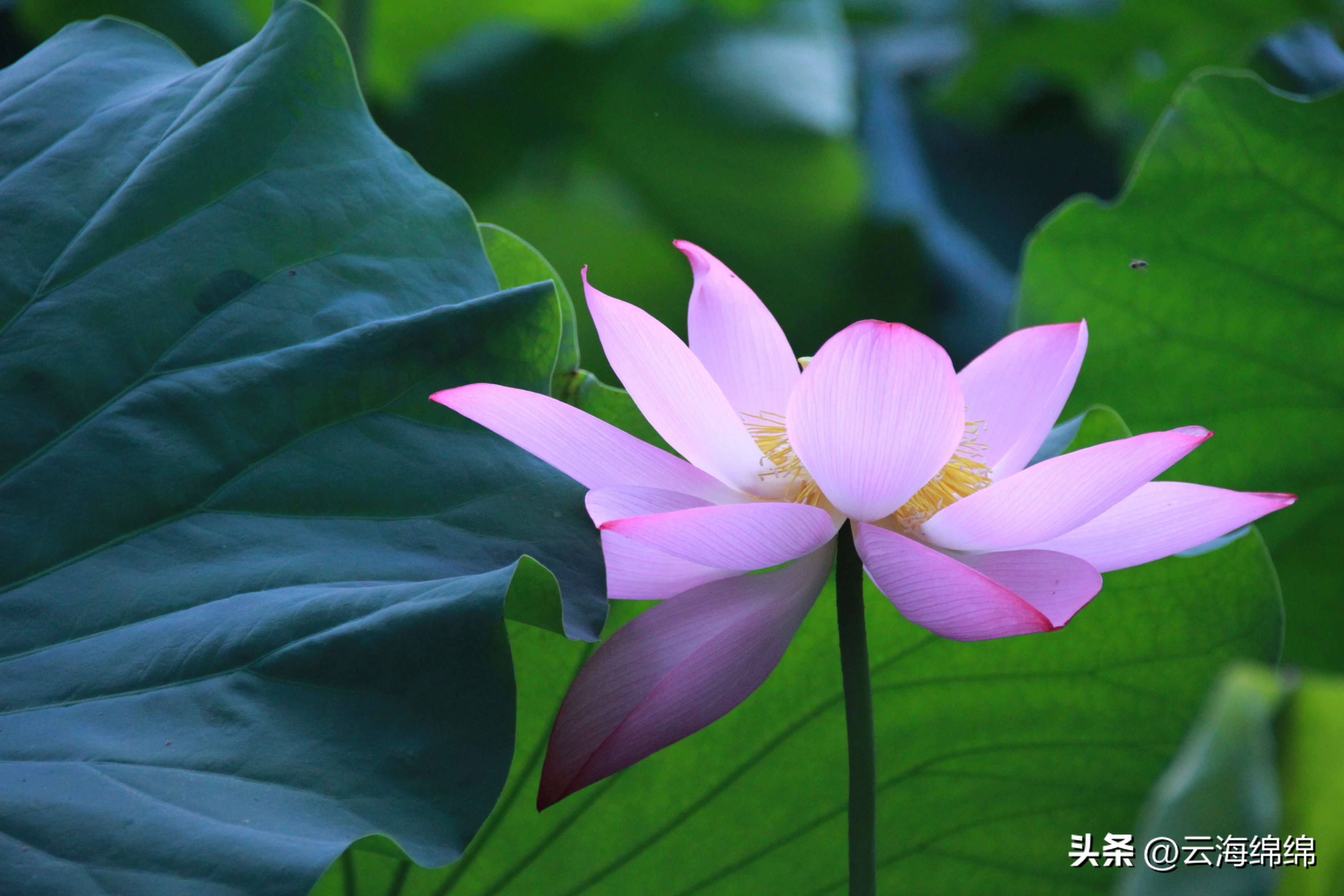 夏日荷花别样红照片,夏日荷花别样红手工