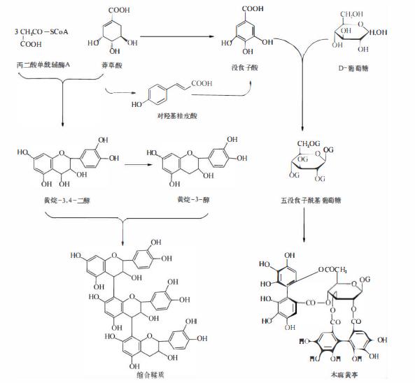 鞣质草药,黄芪的主要成分为鞣质和挥发油