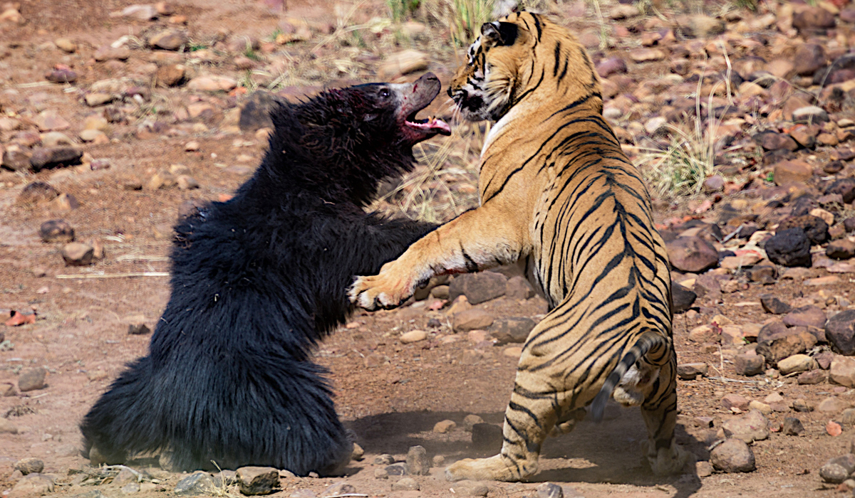 黑龙江黄牛被咬死,黑龙江黄牛被黑熊袭击事件