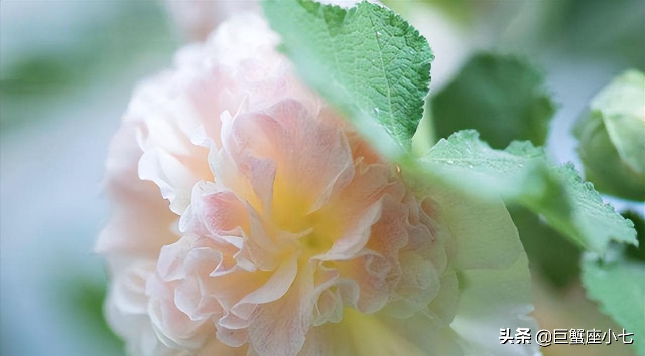 天秤座有你想不到的深情和绝情,天秤座开始对一个人冷淡