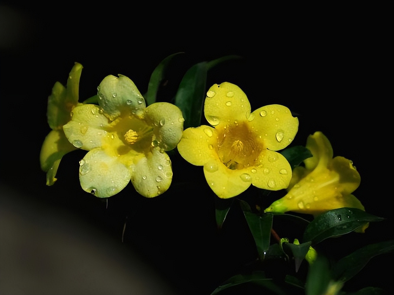 蛇蝎芙蓉花,皖南蛇蝎花