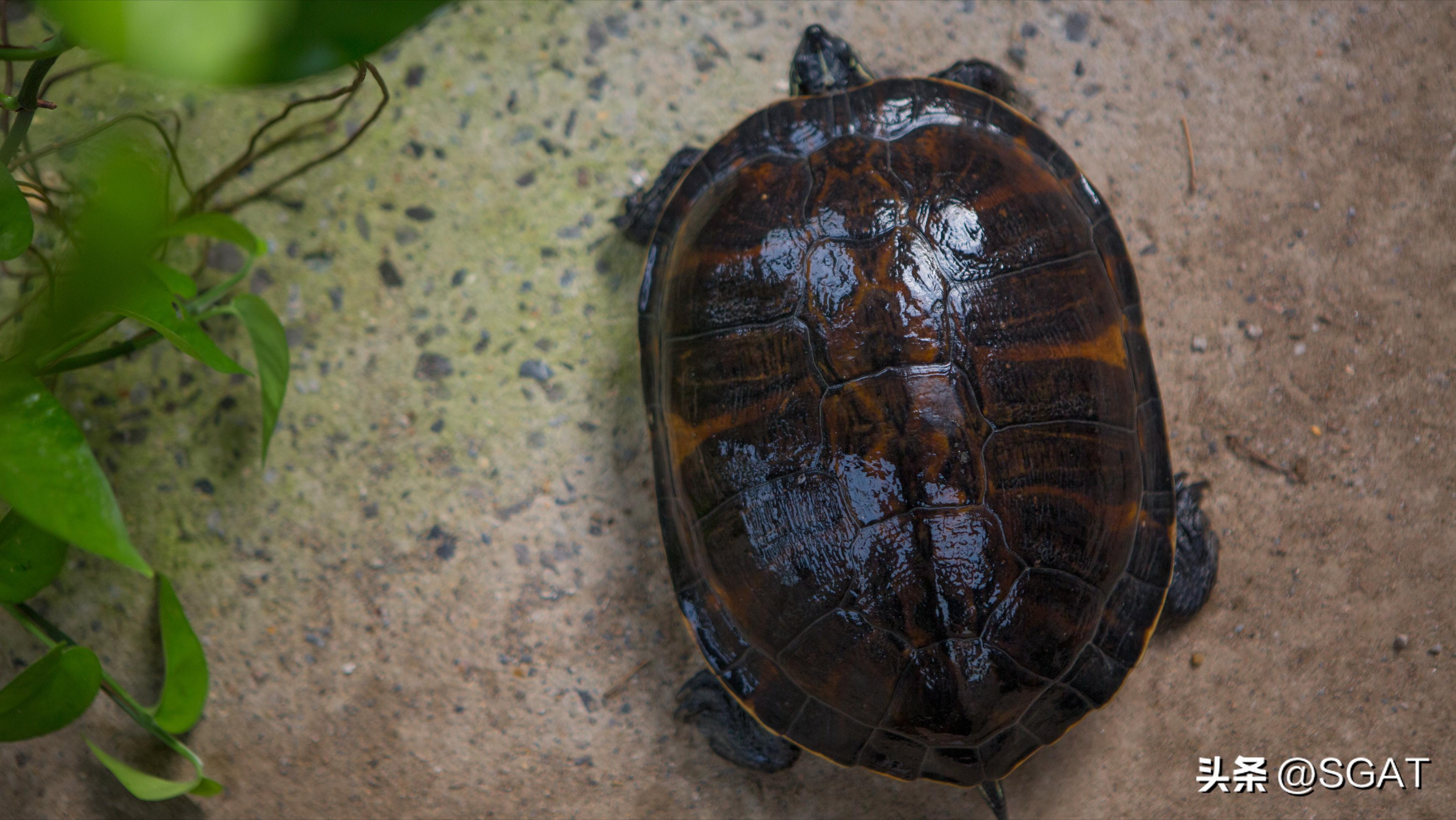 怎样为龟龟选择合适的龟缸,新手养龟如何判断龟缸的好坏