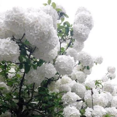 琼花诗词文案,琼花的诗