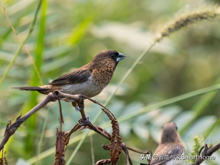 王者归来，它是M4/3的未来式OM-SYSTEMOM-1体验记