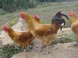 正宗纯土鸡多少钱一斤,正宗土鸡108元一只买不