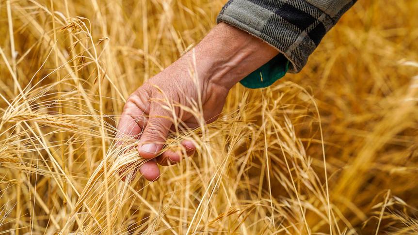 中澳2022双边贸易额,中澳两国贸易额