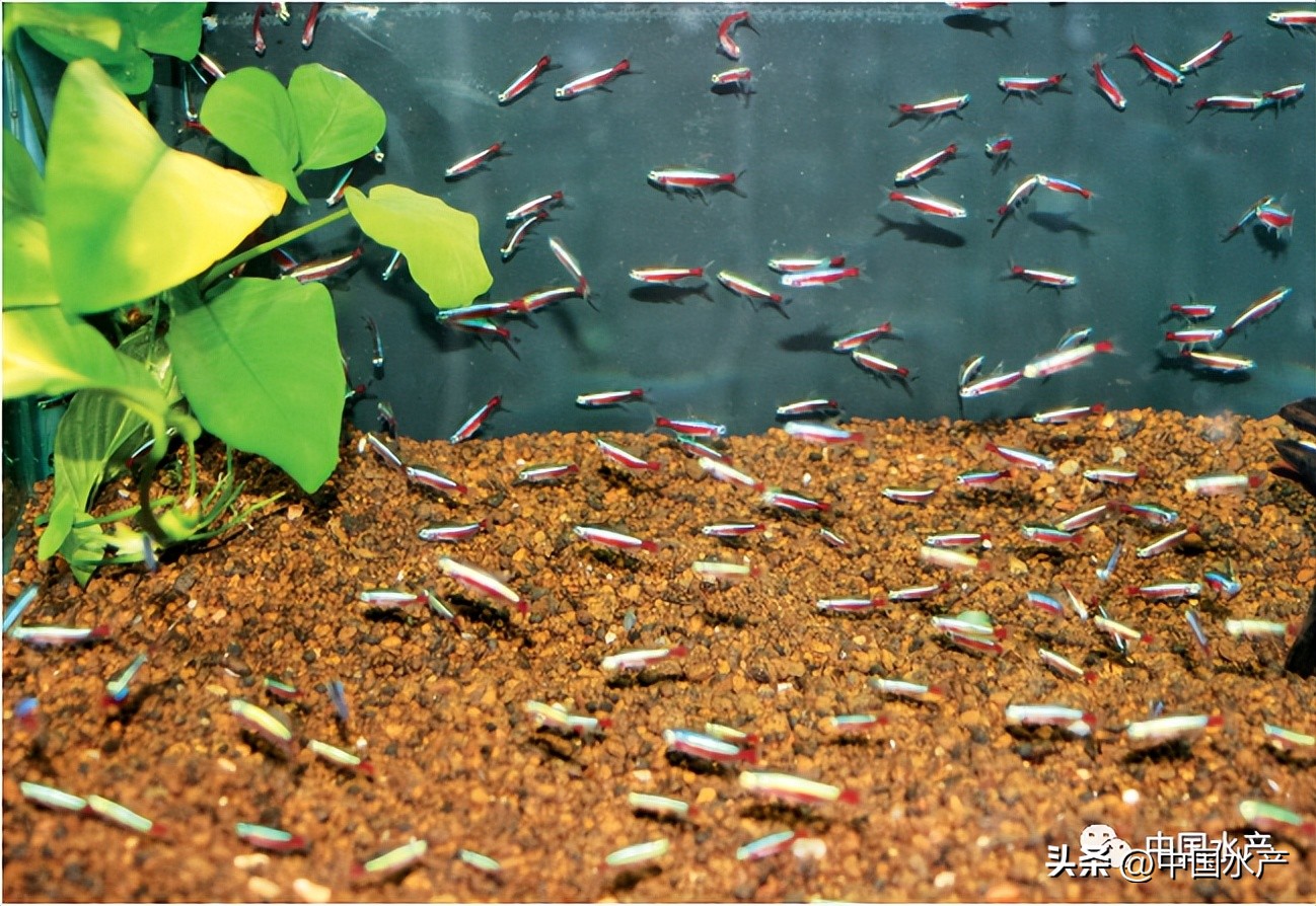 观赏鱼常见的几种疾病及防治方法,热带观赏鱼的饲养与疾病防治