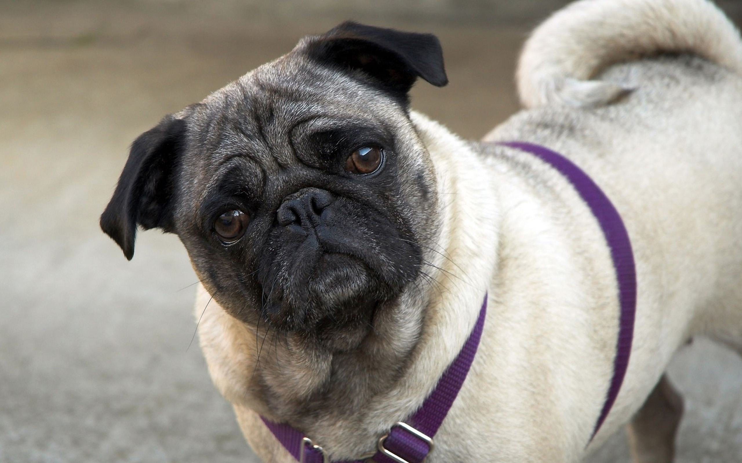 狗界五虎上将,盘点狗界6大“粘人精”