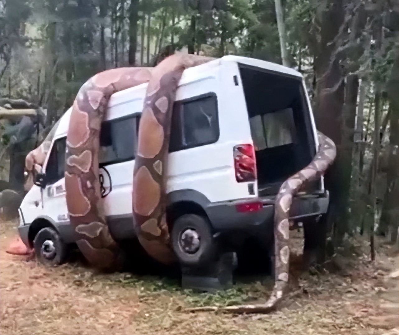 辟谣：台湾100米巨蟒缠绕货车，网友目击影片遭网络疯传