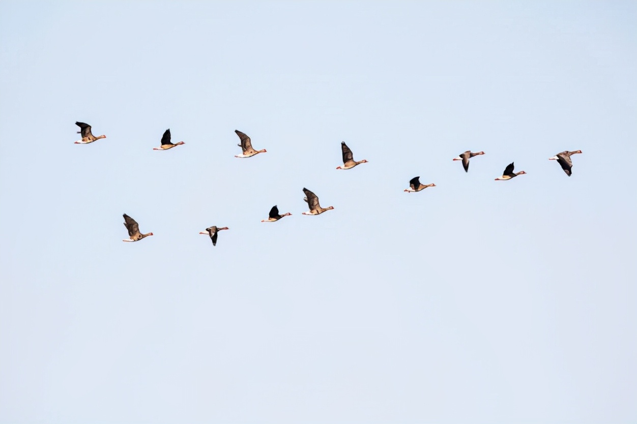 facetoface英文释义,facetoface意思