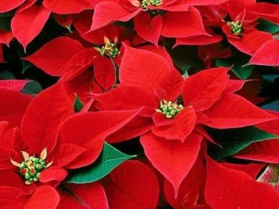 100种迷人的“数字花”,从零到一百万,真是太神奇了