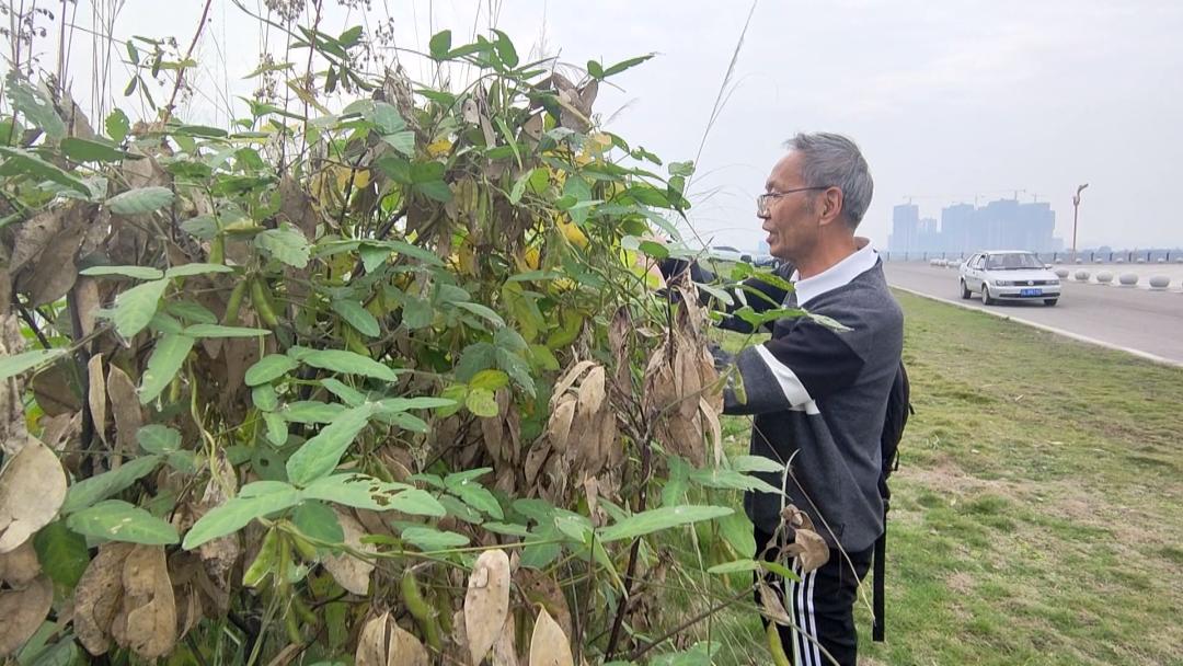河北一地首次发现野生大豆,中国近期发现的野生大豆