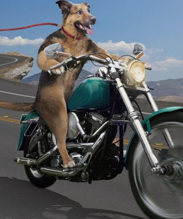 日本发现核辐射鱼,日本8336米深海现怪鱼