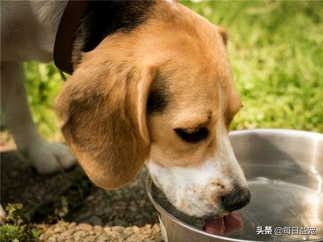 狗狗发烧怎么治疗最快最有效,狗狗发烧后腿站不起来是怎么回事