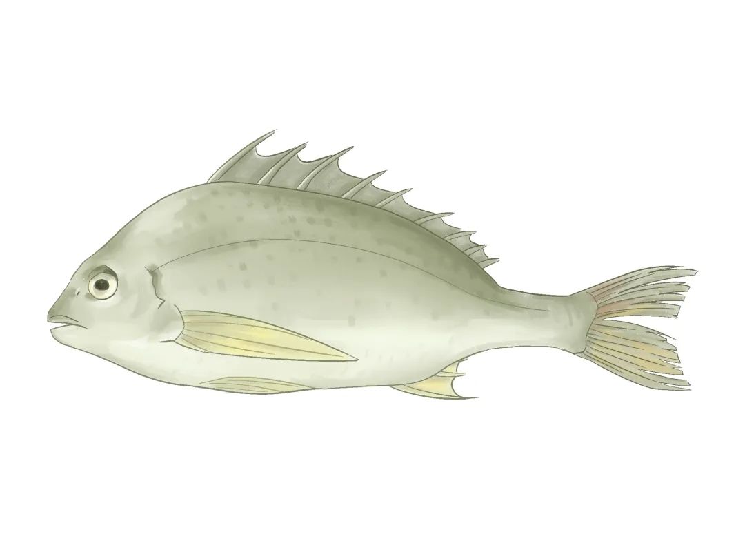 厦大食堂有啥鱼？这位老师来回答！