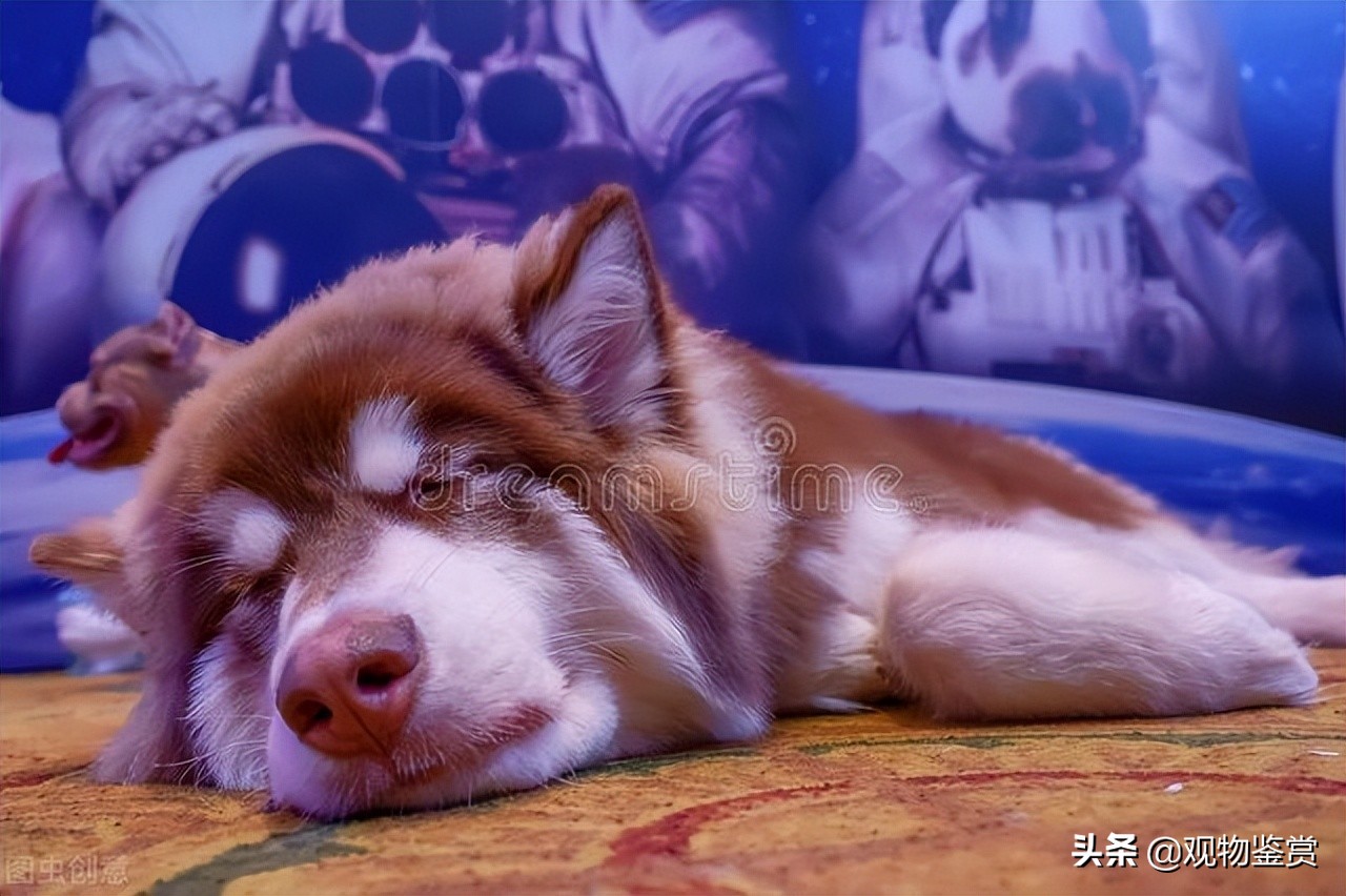 狗狗睡觉无缘无故发出凄惨的尖叫,狗狗睡觉一抖一抖怎么回事边牧