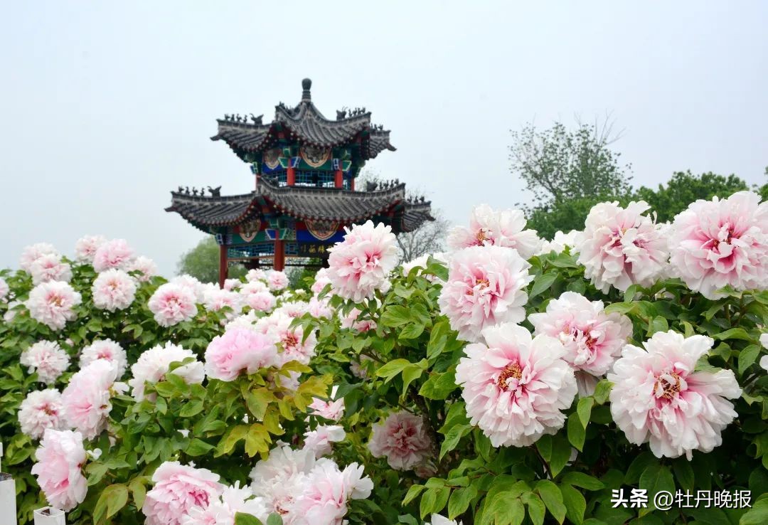 菏泽牡丹一日游全攻略,菏泽牡丹游玩攻略路线推荐