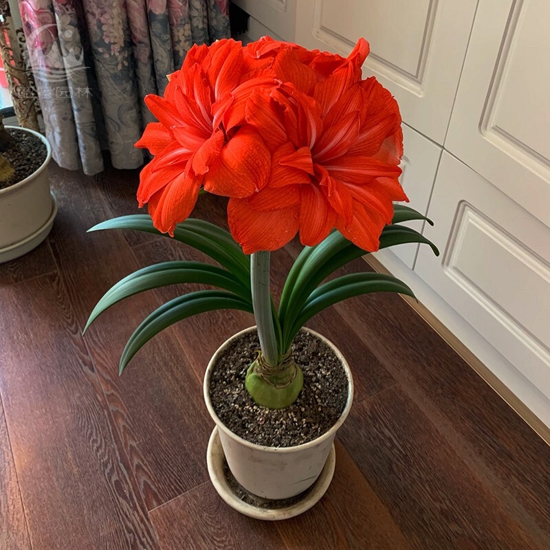 20种吉祥的花,20种年宵花高端又大气