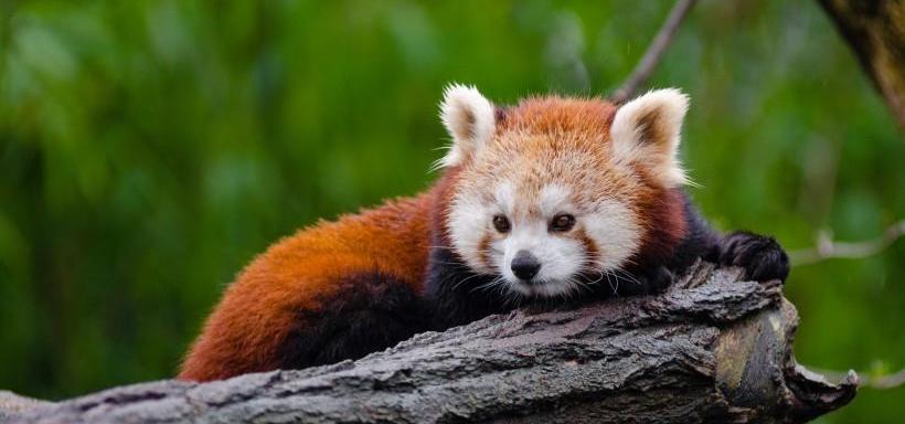 大熊猫真的安全了吗,大熊猫安全性能