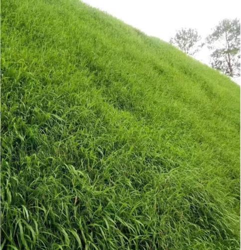 放牧强度对百喜草变草响应的影响