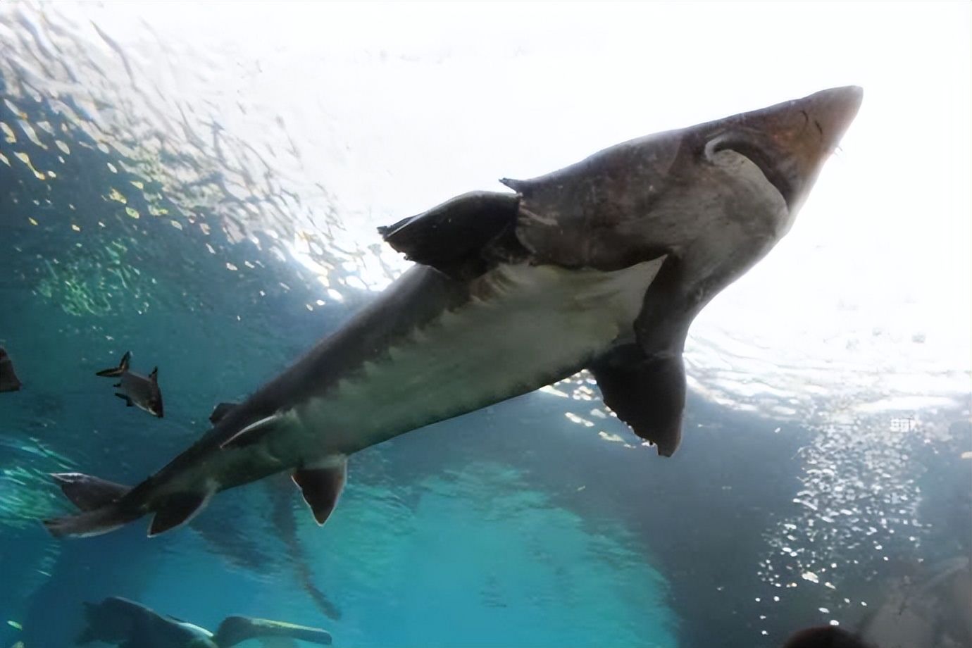 珠海长隆海洋王国水下走廊,世界级海洋乐园珠海长隆海洋王国