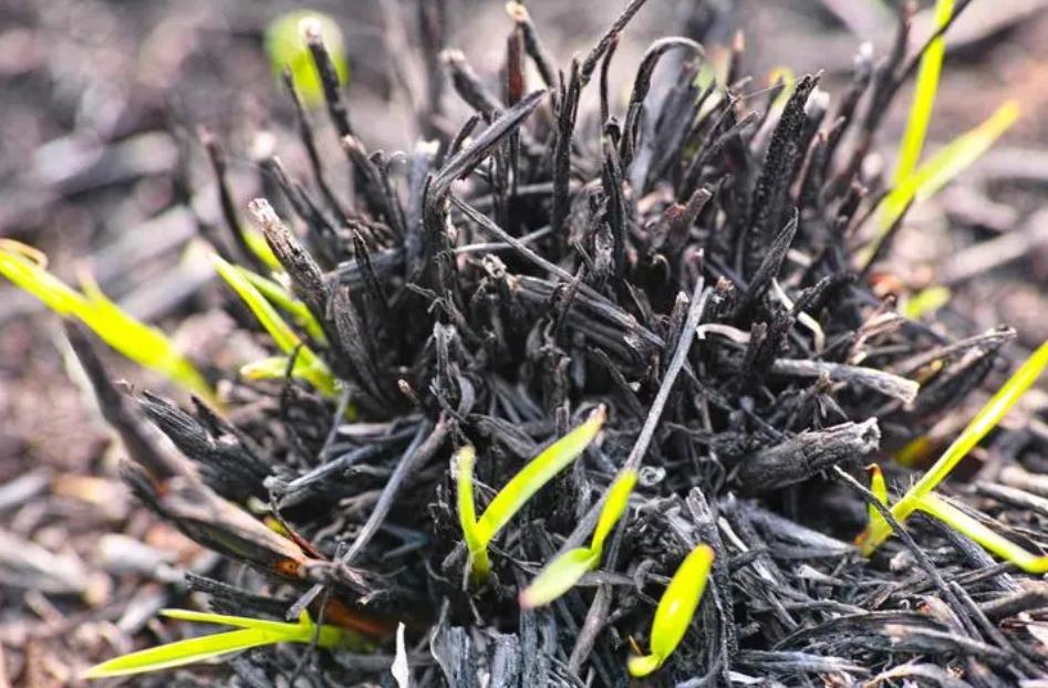 离离原上草古诗讲解,离离原上草全诗的诗名变了吗