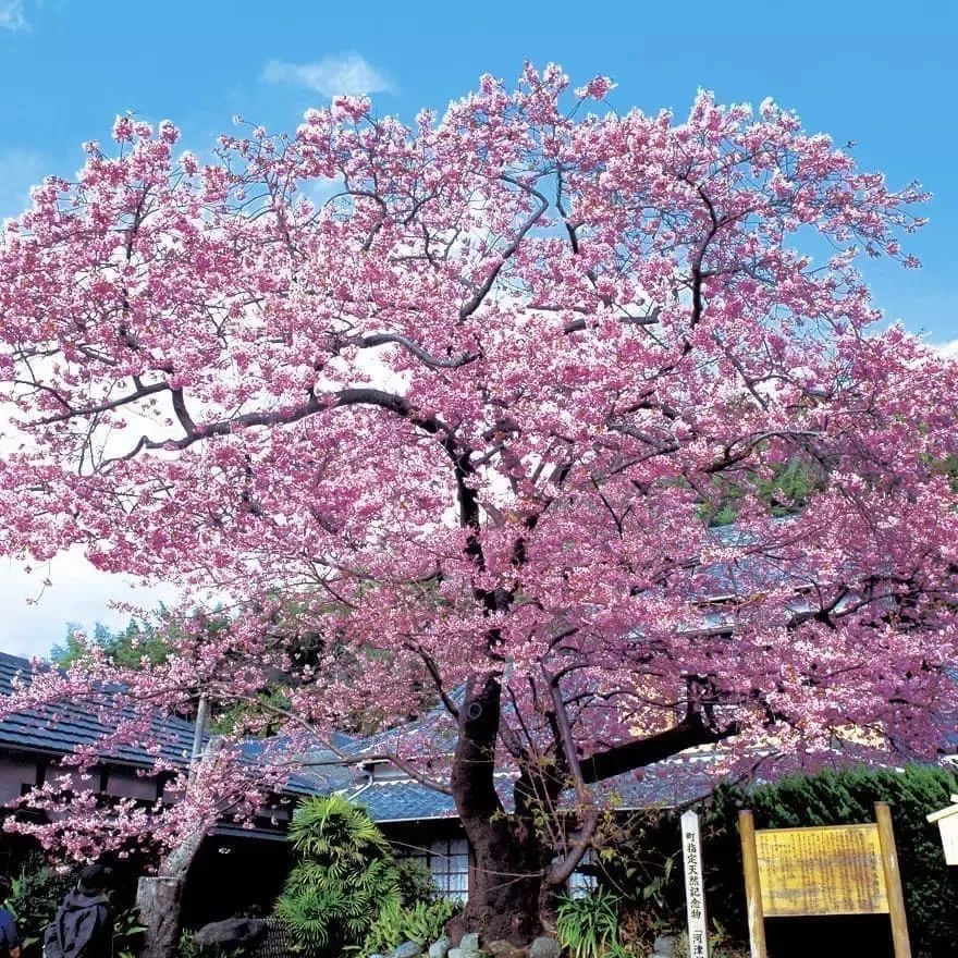 初春河津樱花图片大全,河津樱花品种大全