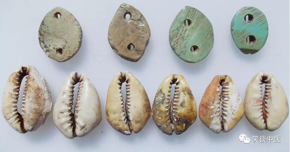 高血压要药：中药紫贝齿，曾比黄金值钱！缅怀杨大绮先生