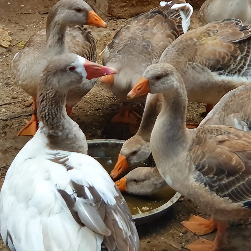 小伙养鹅养鸡上千只大鹅全卖了,养鹅被大雁带走2000只