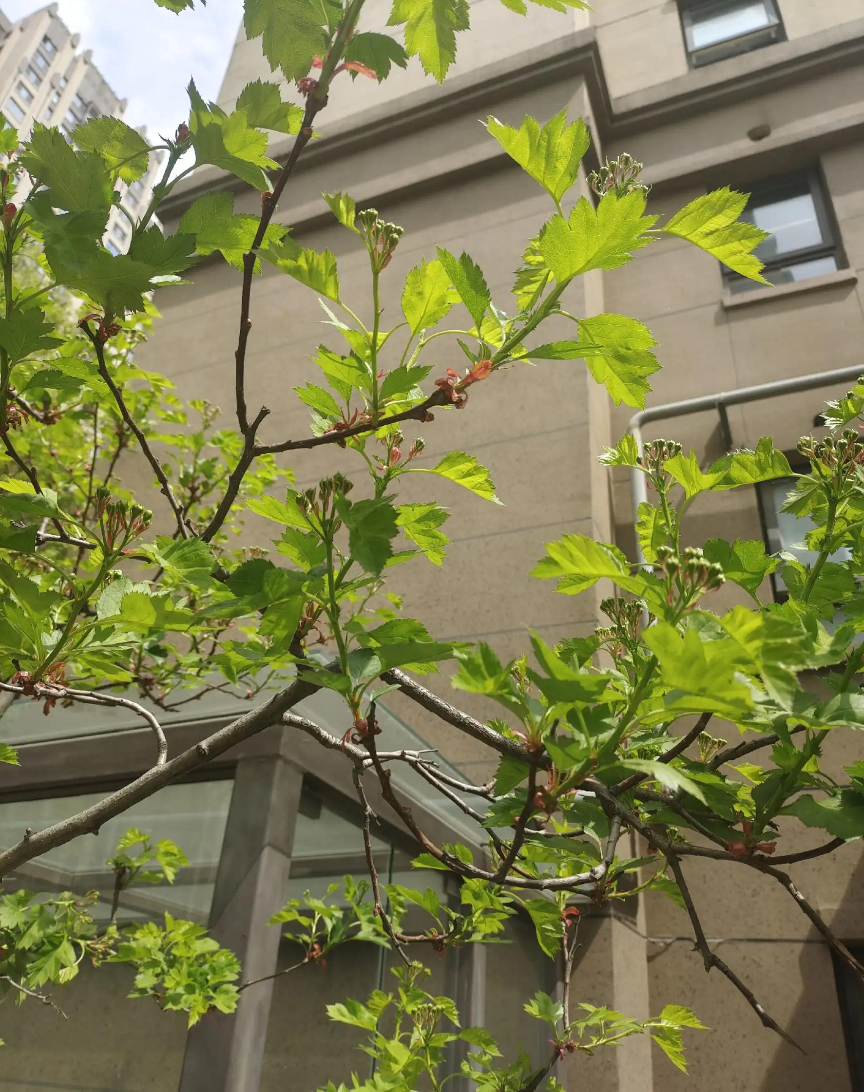 10首绝美的杏花诗词,最美十首杏花诗