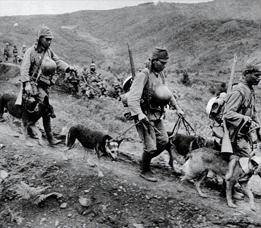 1939年日本狼狗部队,董翰良训练中国狼狗