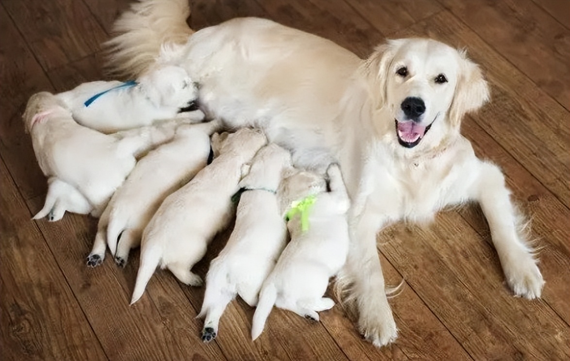 狗快生的时候有什么症状,怎么看出狗生了几只