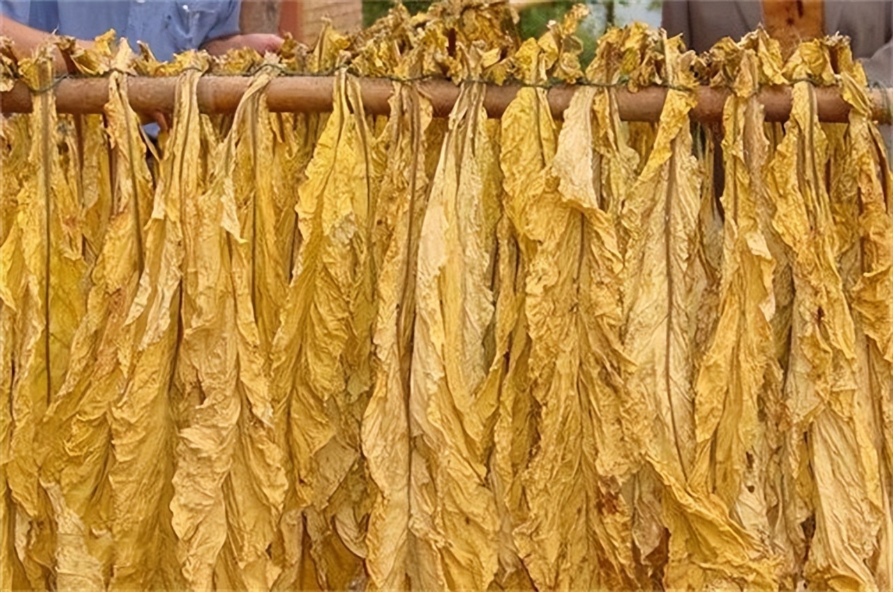 草烟的好处,草烟坏处